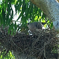 Grey Goshawk is building a nest<br />Canon EOS 7D + EF300 F2.8L III + EF2xIII